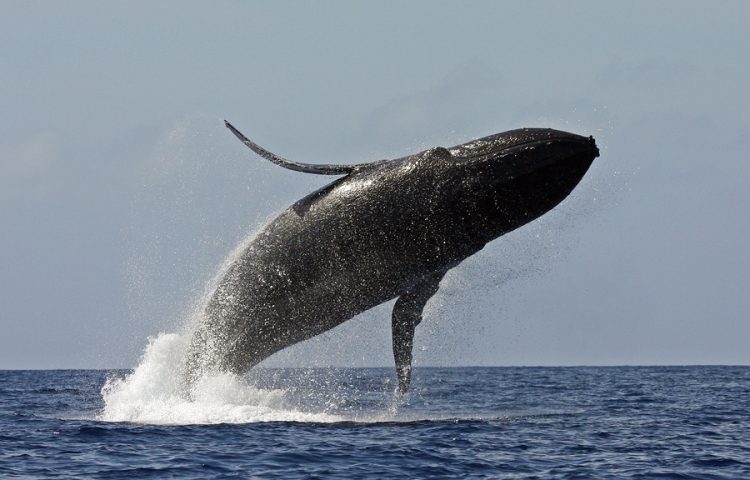 Whale Watching, Scuba Diving, Boat Hire, Gold Coast / Aqua Adventures