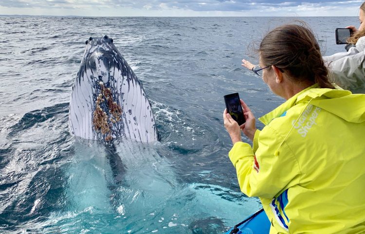 Whale Watching, Scuba Diving, Boat Hire, Gold Coast / Aqua Adventures