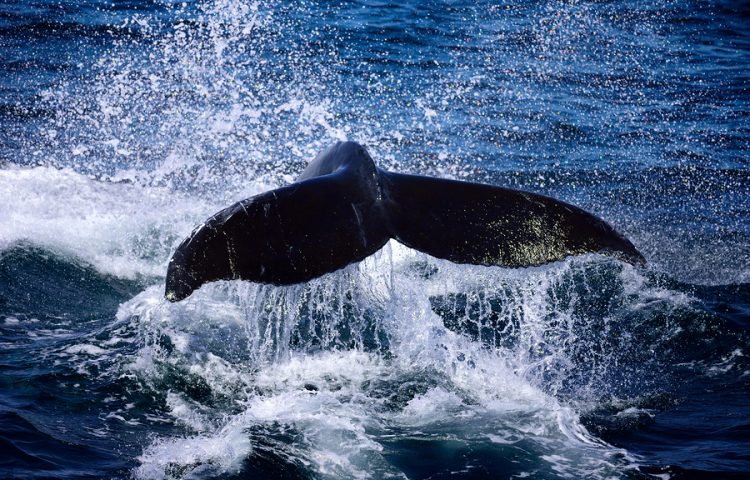 Whale Watching, Scuba Diving, Boat Hire, Gold Coast / Aqua Adventures