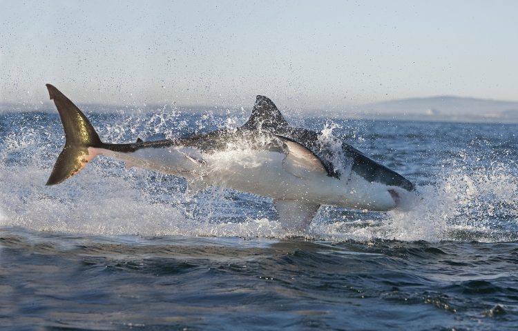 Whale Watching, Scuba Diving, Boat Hire, Gold Coast / Aqua Adventures